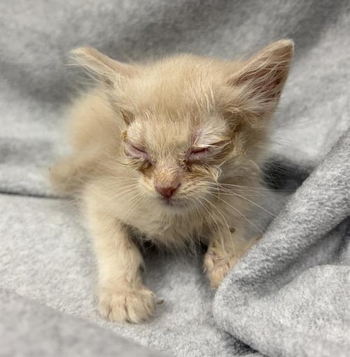 PARM - Domestic Short Hair available for adoption