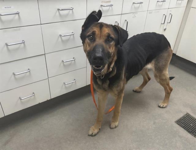 MARGIE - German Shepherd Dog available for adoption