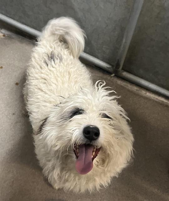 FLUFFY Image