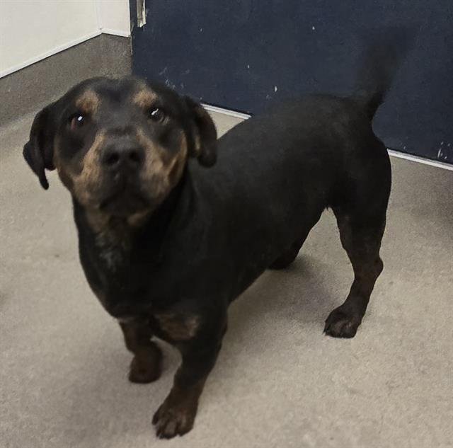 SLINKY - Patterdale Terrier (Fell Terrier) available for adoption