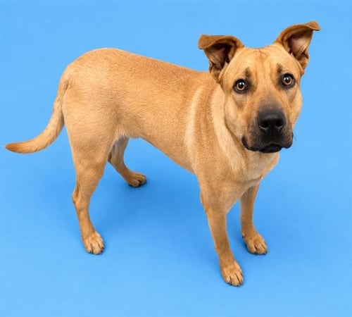 SCOUT - Pit Bull Terrier / German Shepherd Dog available for adoption