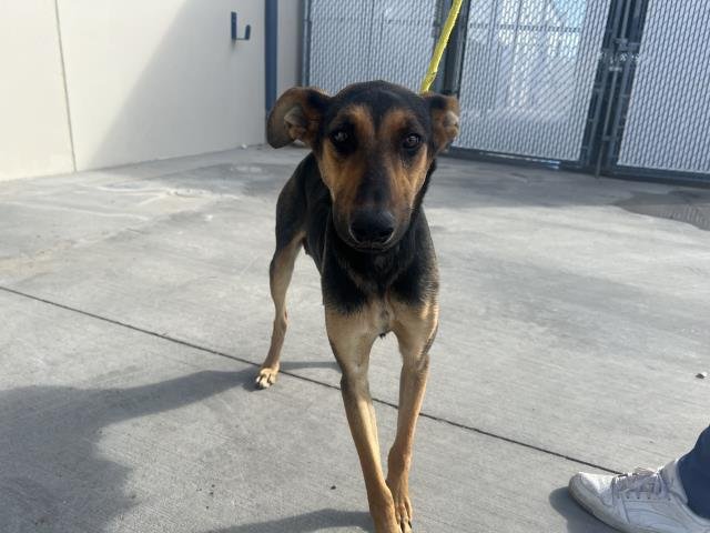 SUSANAH - Doberman Pinscher / German Shepherd Dog available for adoption