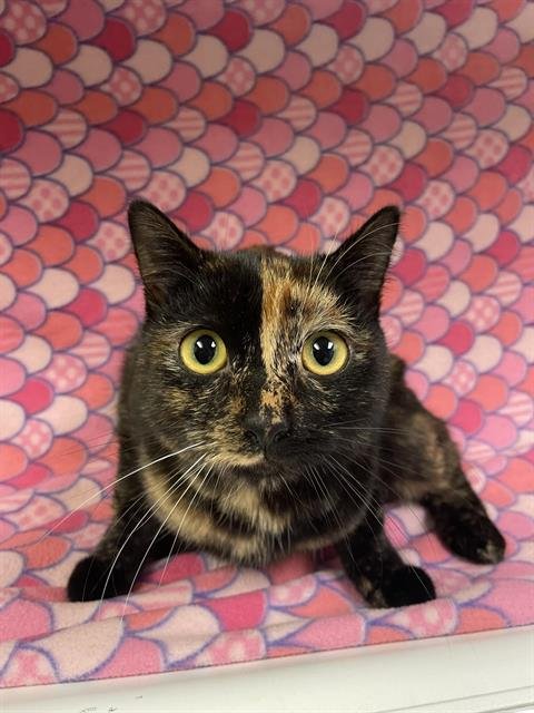 PANDORA - Domestic Short Hair available for adoption