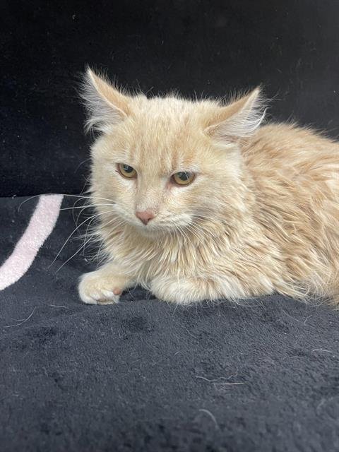 DOUG - Domestic Medium Hair available for adoption