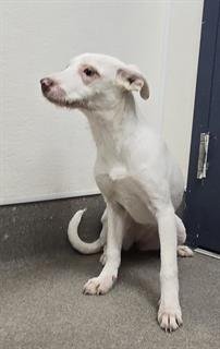 MARIGOLD - German Wirehaired Pointer available for adoption