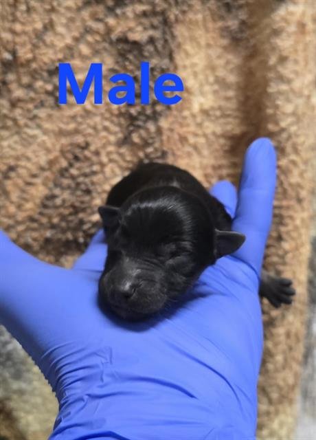 A127839 - German Shepherd Dog available for adoption