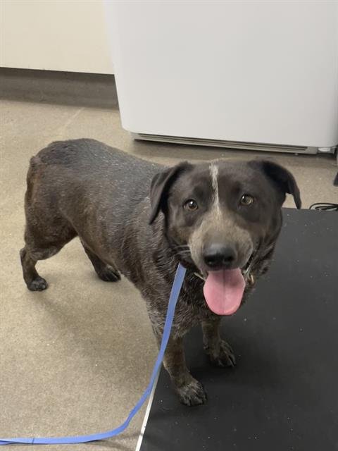 PECAS - Australian Cattle Dog/Blue Heeler available for adoption