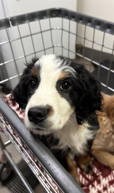 TRAMP - English Cocker Spaniel available for adoption