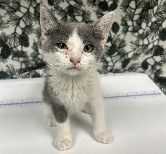 HOBIE (RESCUE ONLY) Image