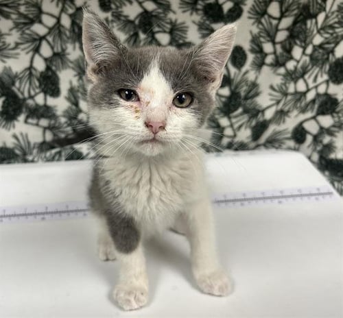 HOBIE (RESCUE ONLY) - Domestic Medium Hair available for adoption