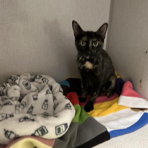 A127875 - Domestic Short Hair available for adoption