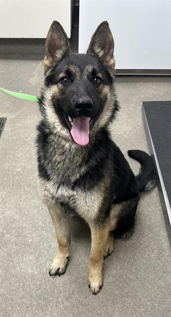 KODA - German Shepherd Dog available for adoption
