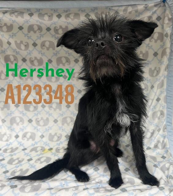 HERSHEY - Wirehaired Fox Terrier / Chihuahua available for adoption