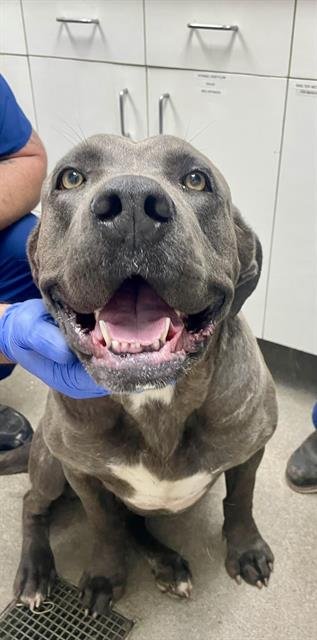 ROSIE - Cane Corso Mastiff available for adoption