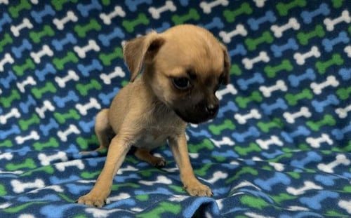 A127948 - Chihuahua available for adoption