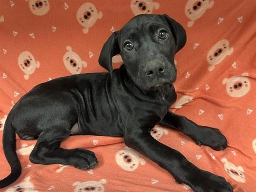 COCO - Labrador Retriever available for adoption