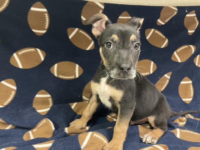 WALNUT - German Shepherd Dog available for adoption