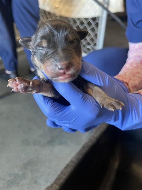 A122387 - Pit Bull Terrier available for adoption