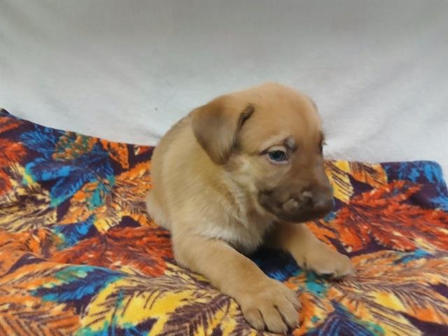 TATER TOT - Belgian Shepherd Malinois available for adoption