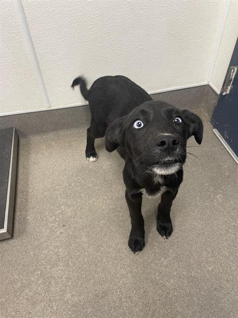 BATMAN - Labrador Retriever available for adoption