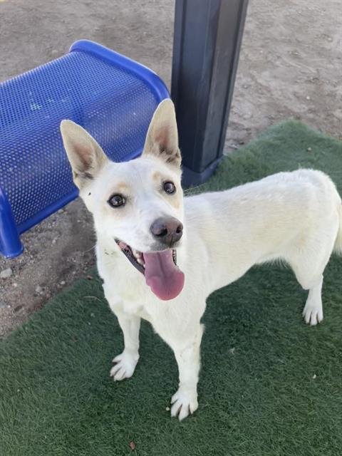 VANILLA - Siberian Husky available for adoption