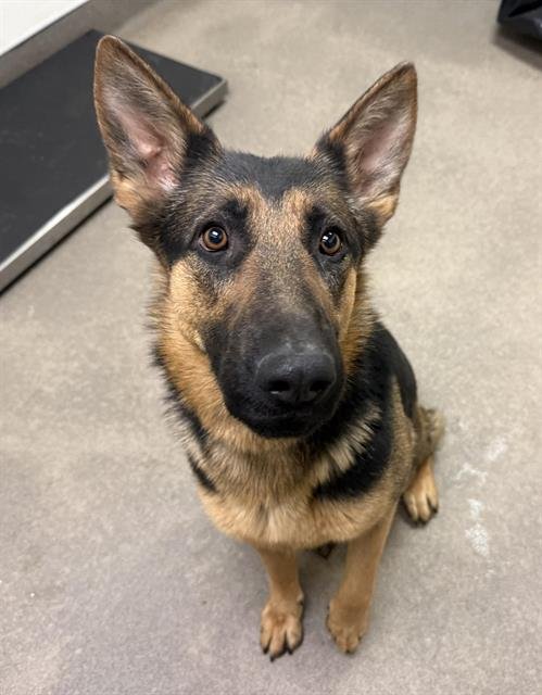 XENA (RESCUE ONLY) - German Shepherd Dog available for adoption