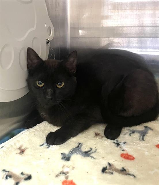 JELLYFISH - Domestic Short Hair available for adoption