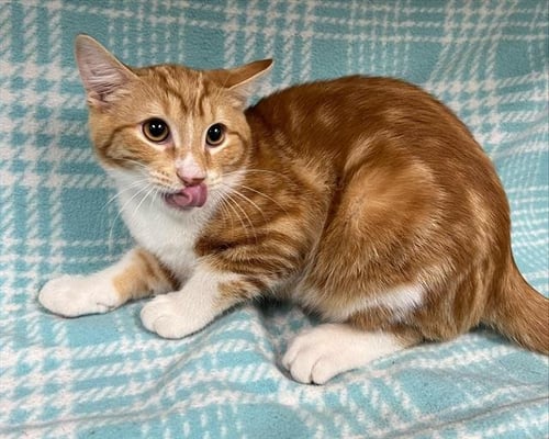 ARCHER - Domestic Short Hair available for adoption