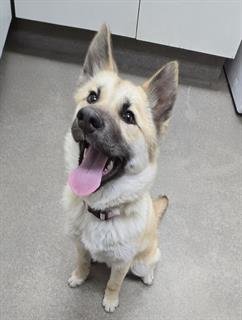 JUNO - Belgian Shepherd Malinois / Akita available for adoption