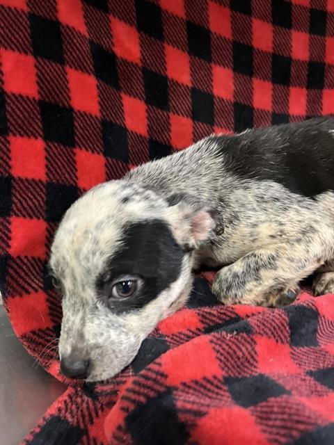 CHAPS - Australian Cattle Dog/Blue Heeler available for adoption