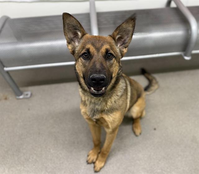 SAGE - Belgian Shepherd Malinois available for adoption