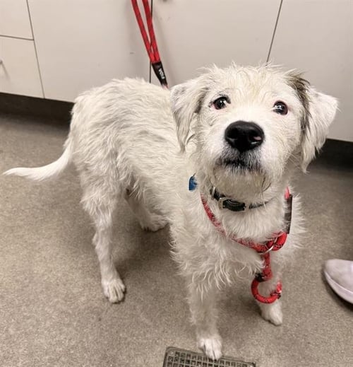 BARNABY - Cairn Terrier available for adoption