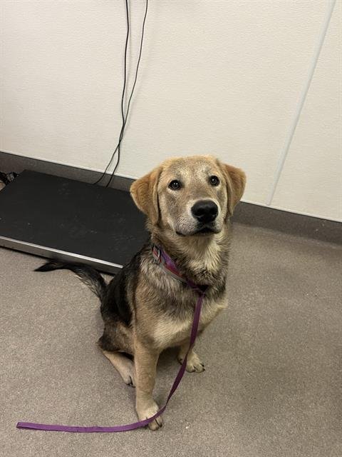 MILO - Labrador Retriever available for adoption