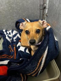 (RESCUE ONLY) BELLA - Photo 1