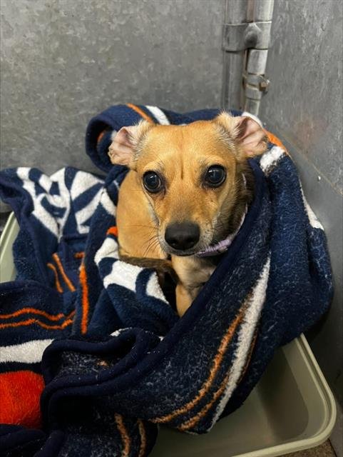 (RESCUE ONLY) BELLA - Chihuahua available for adoption
