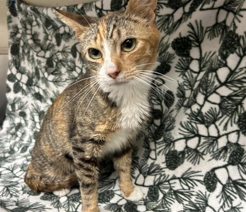 FIONA - Domestic Short Hair for adoption in Victorville