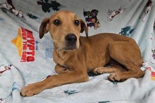 CERBERUS - Doberman Pinscher available for adoption