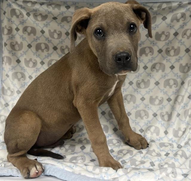 GEORGE - Pit Bull Terrier available for adoption