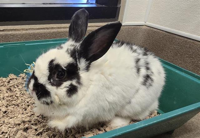 A122662 - Shorthaired Rabbit available for adoption