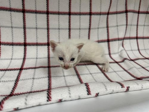 A127877 - Domestic Short Hair available for adoption
