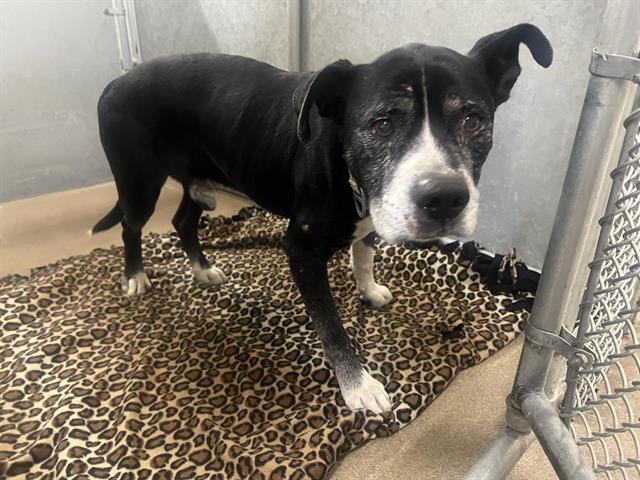 MAXWELL - Staffordshire Bull Terrier available for adoption