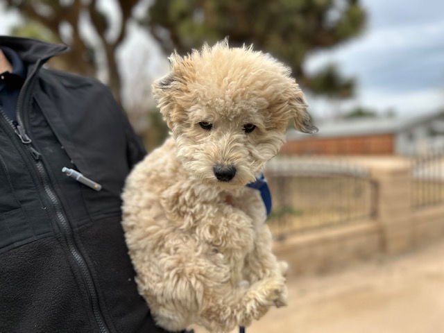 A123045 - Poodle (Miniature) available for adoption