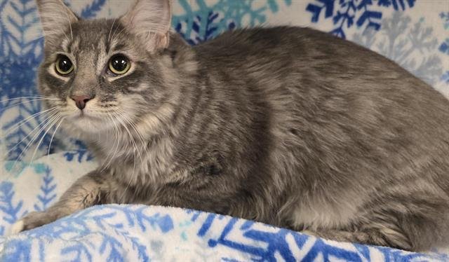 MISTY - Domestic Medium Hair available for adoption