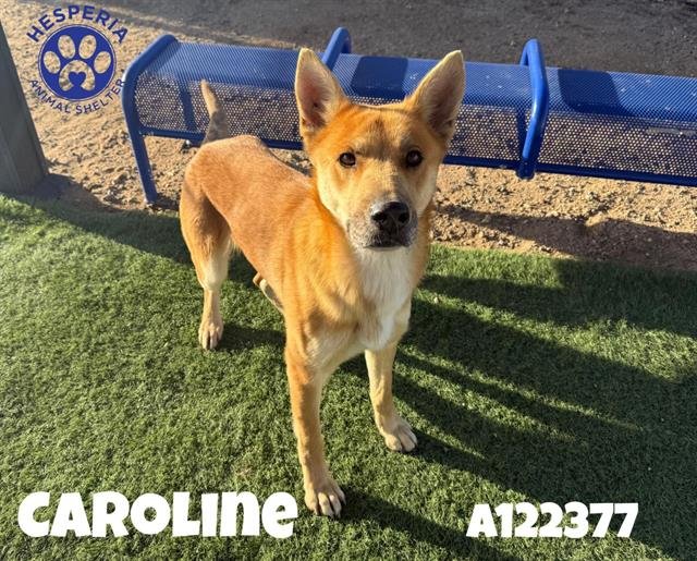 CAROLINE - Carolina Dog / Jindo (Korean) available for adoption