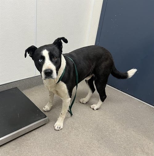 CHICO - Pit Bull Terrier / Siberian Husky available for adoption