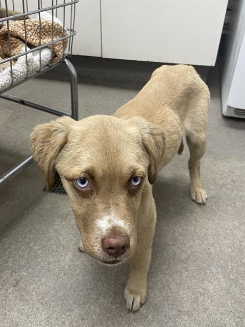 PECAN - Labrador Retriever available for adoption