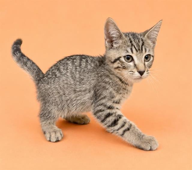 SLATE Image