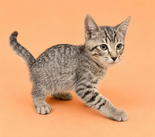 SLATE - Domestic Short Hair available for adoption