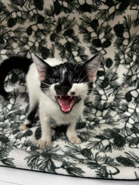 LUCIPURR Image