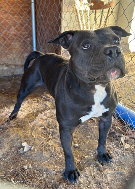(RESCUE ONLY) MAXI - Staffordshire Bull Terrier available for adoption